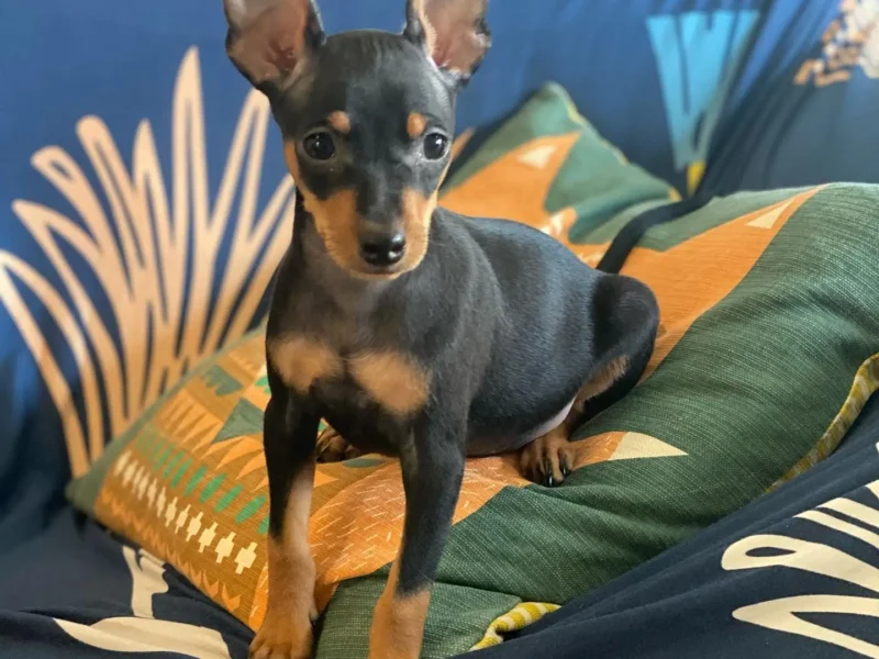 miniature pinscher breeder