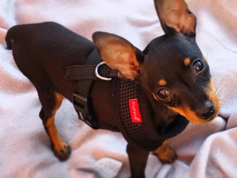 min pin for sale near me