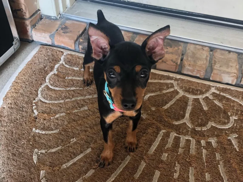 min pin for sale