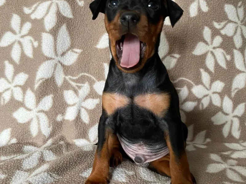 min pin puppies for sale near me