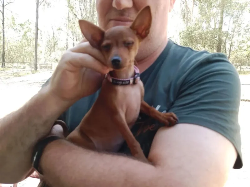 min pin puppies near me