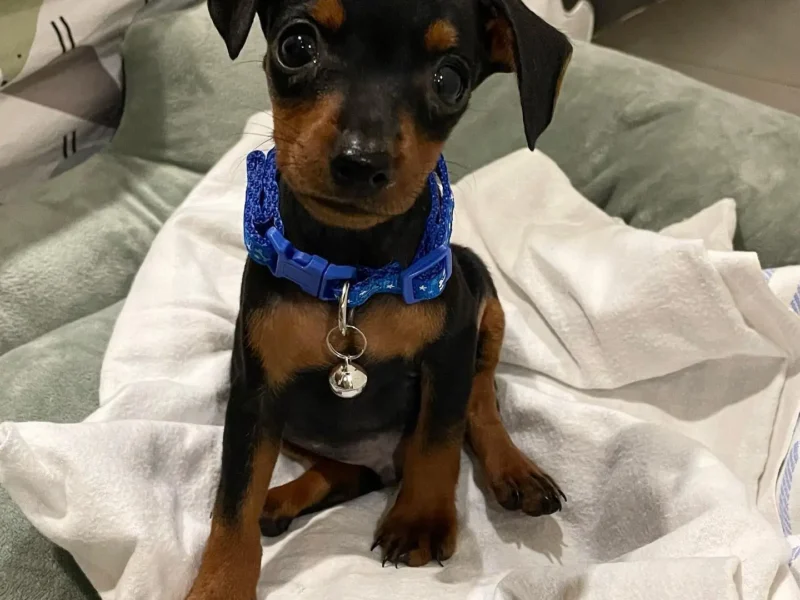 mini pinscher for sale near me