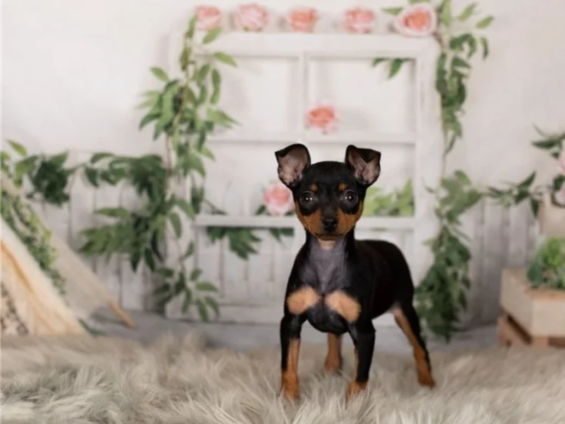 miniature pinscher for sale near me