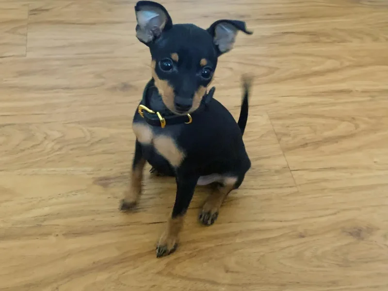 miniature pinscher puppies for sale