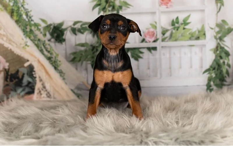 teacup miniature pinscher for sale